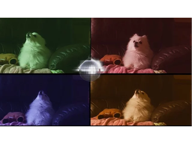 Bork fever