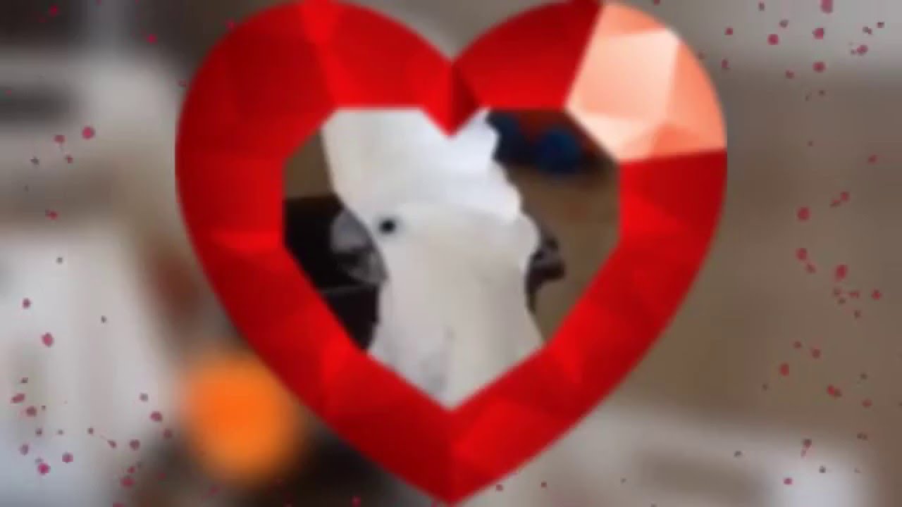 I Will Always Love Cacatua