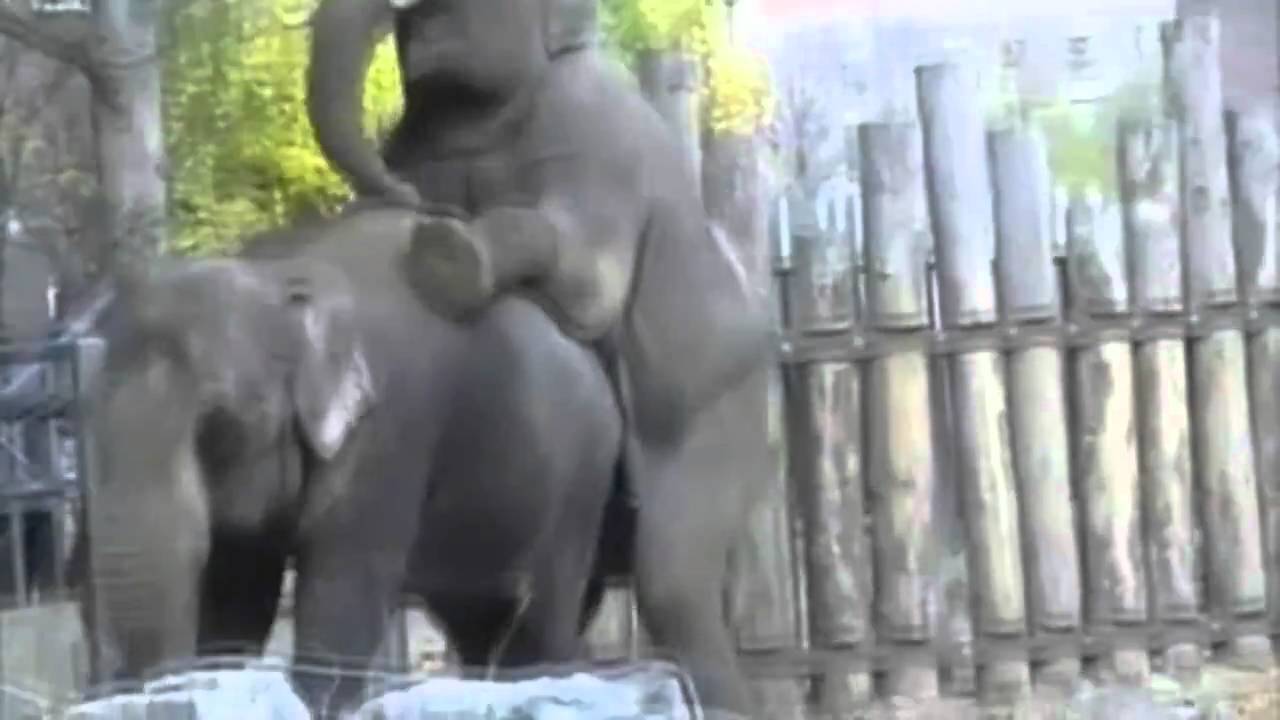 Paradise on E-lephant