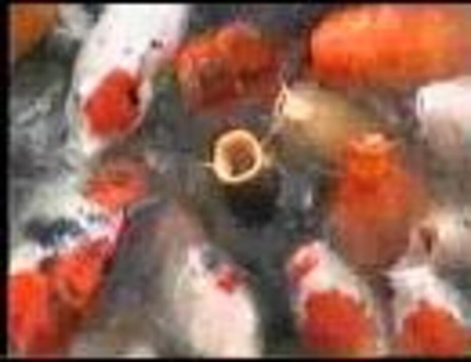 【池の鯉】水中の餌取信仰【静止画音MAD】