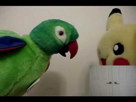 Pikachu 64: The Epicness Shards - Taking Oak