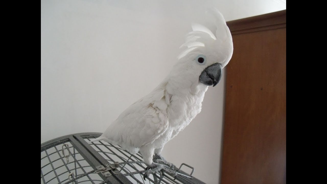 Rock turns to Parrot YTPMV