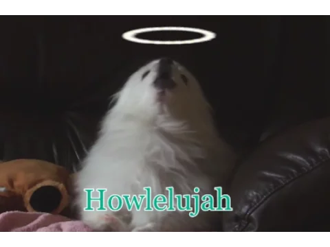 Howlelujah - Gabe the holy dog