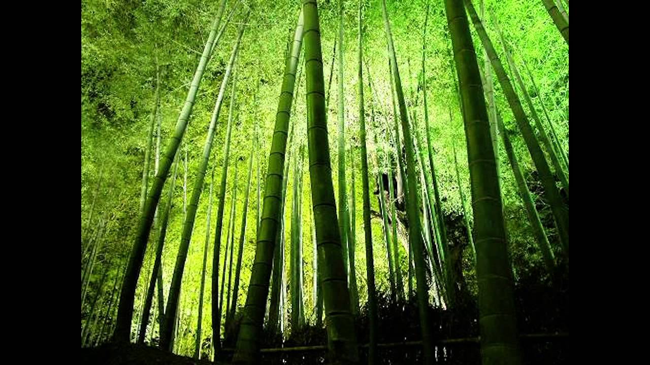 よーせーぞくのこども