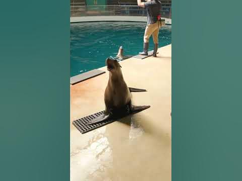 Please rise for the national sea lion anthem. 🇺🇸 [Mystic Aquarium]