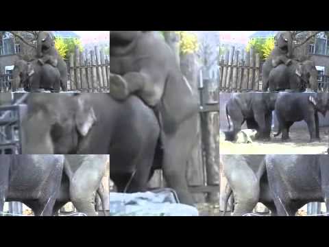 EVERYELEPHANT EVERYSEX