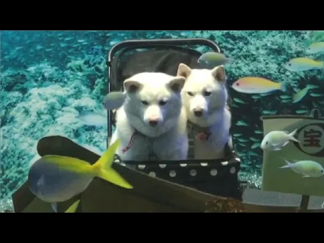 Aqua shobers