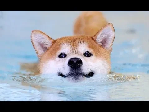 swim swum Doggo