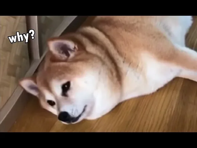when your owner comes home smelling like another dog