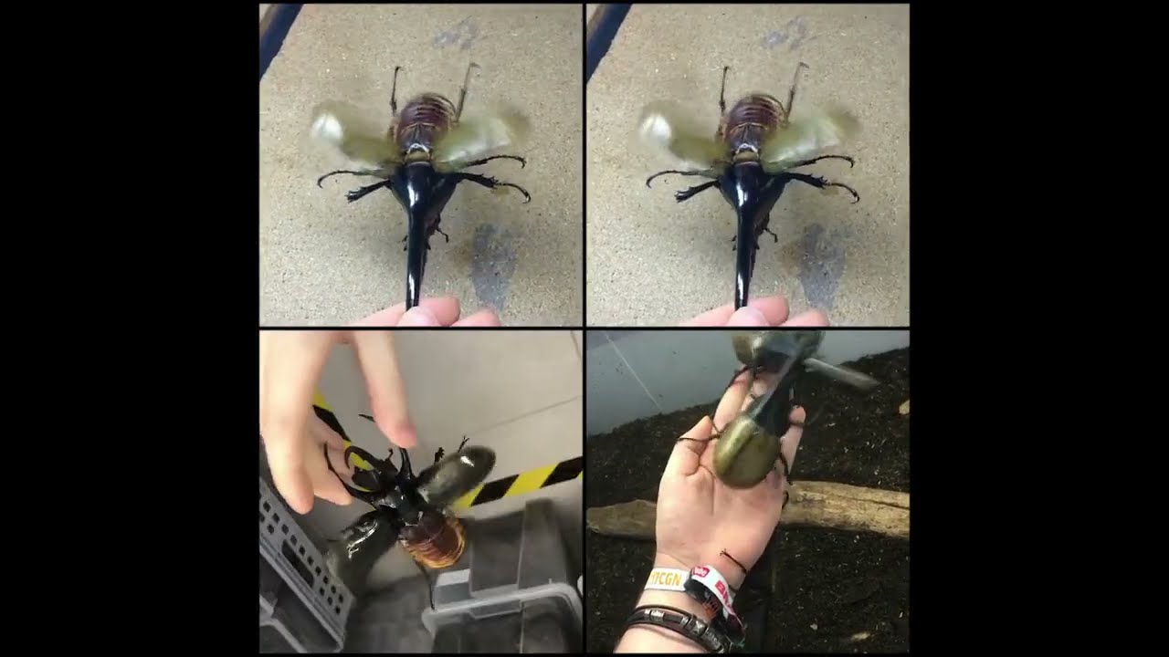 Bug