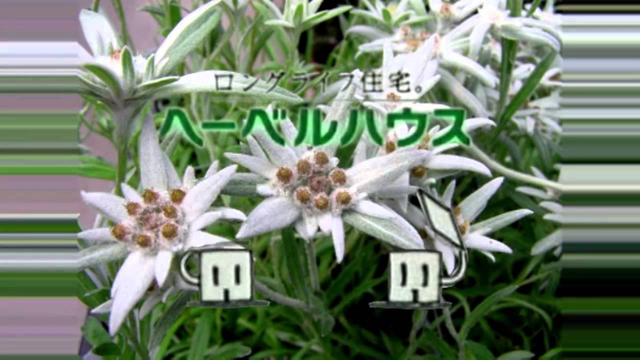 ヘーベルワイス