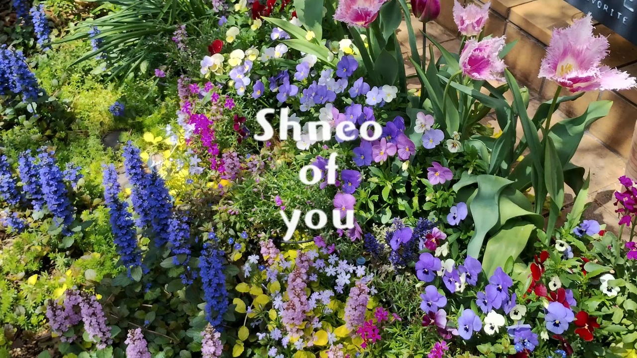 shneo of you