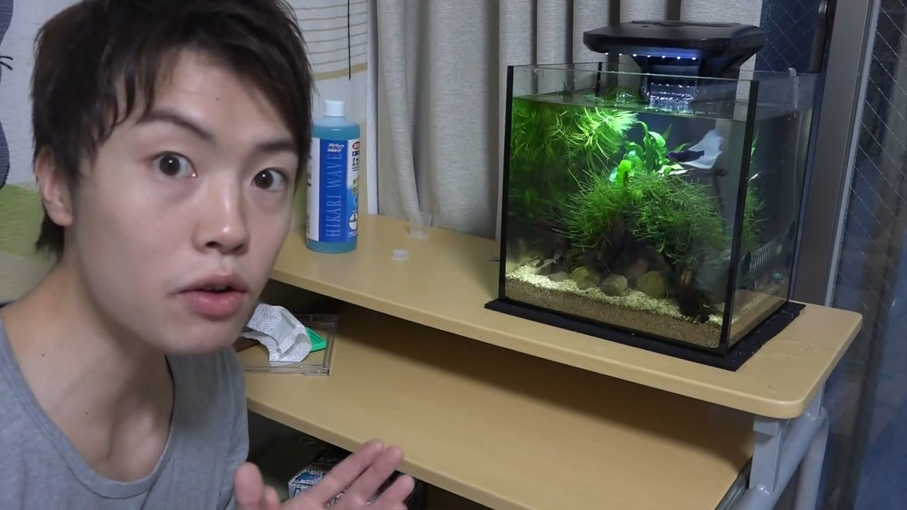 ゲ以魚駆蠅