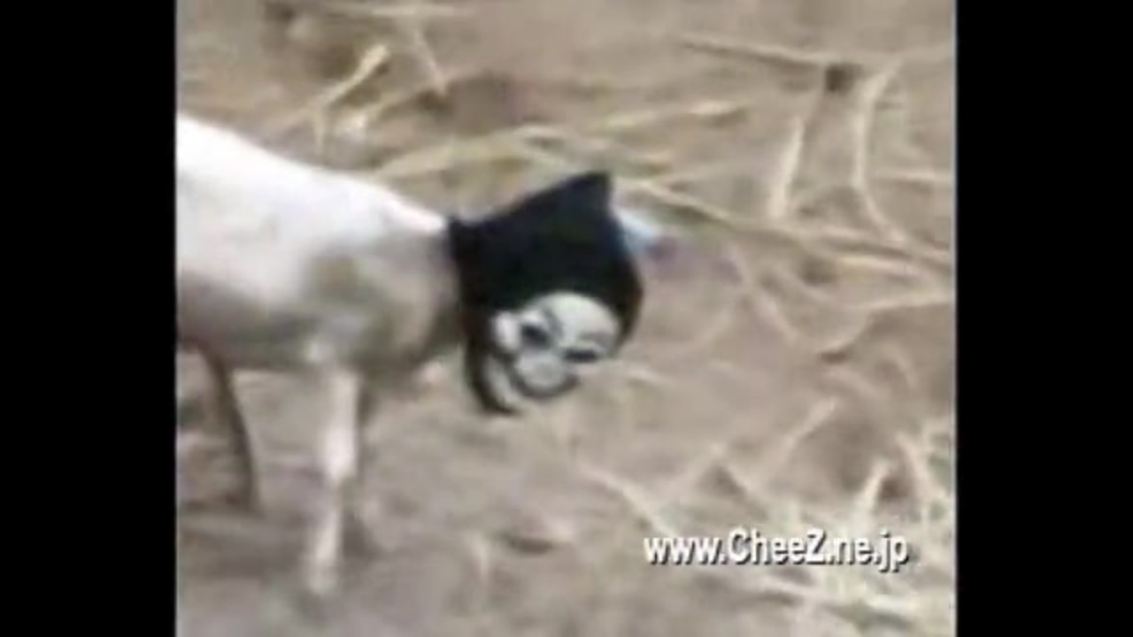 900動画流星群たっ被を面おの骨骸