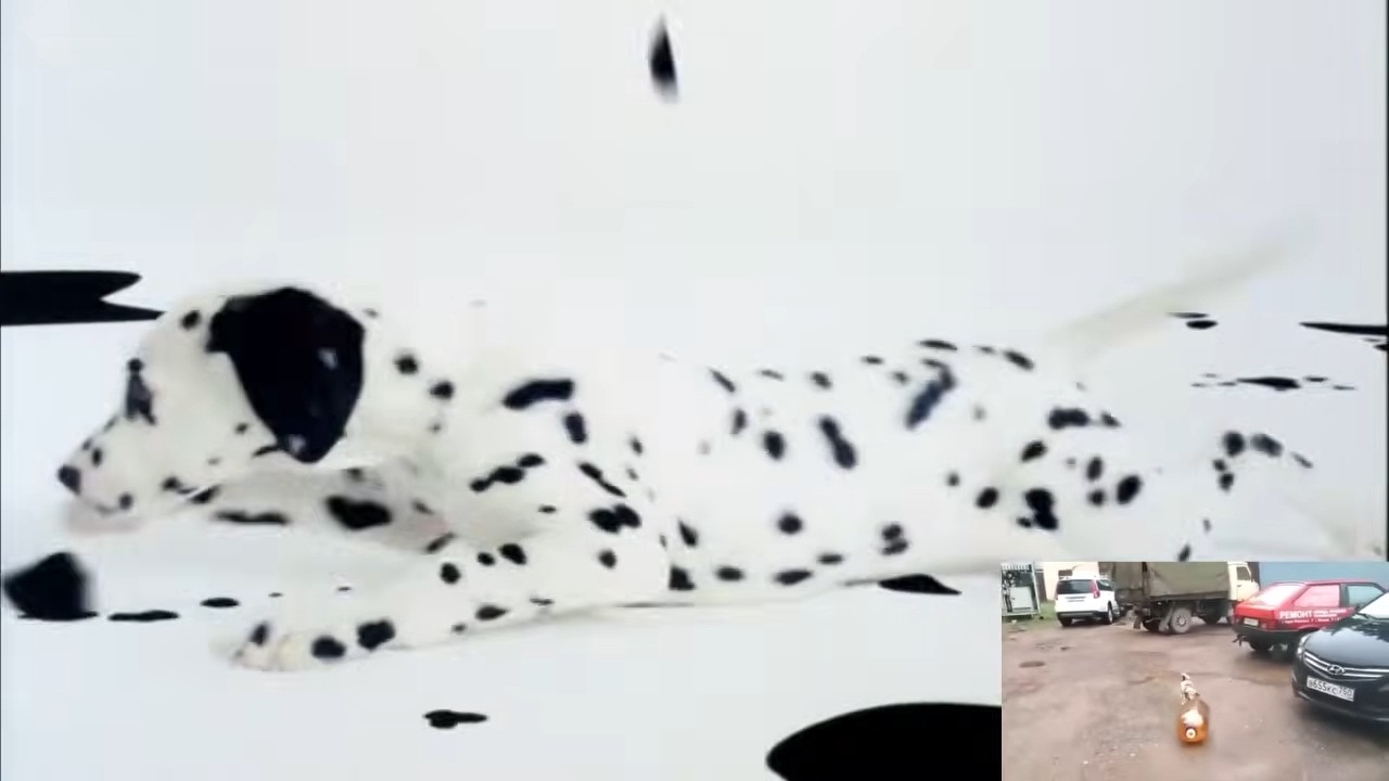 Closer to dog