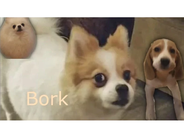 Doggo nation army - the white stripes