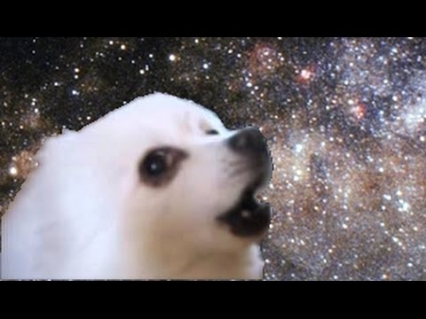 Gabe The Dog Sand Canyon