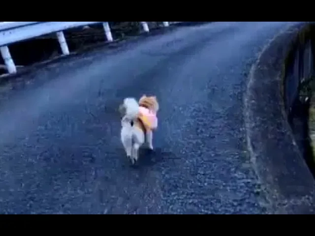 Where are you going Shibe?