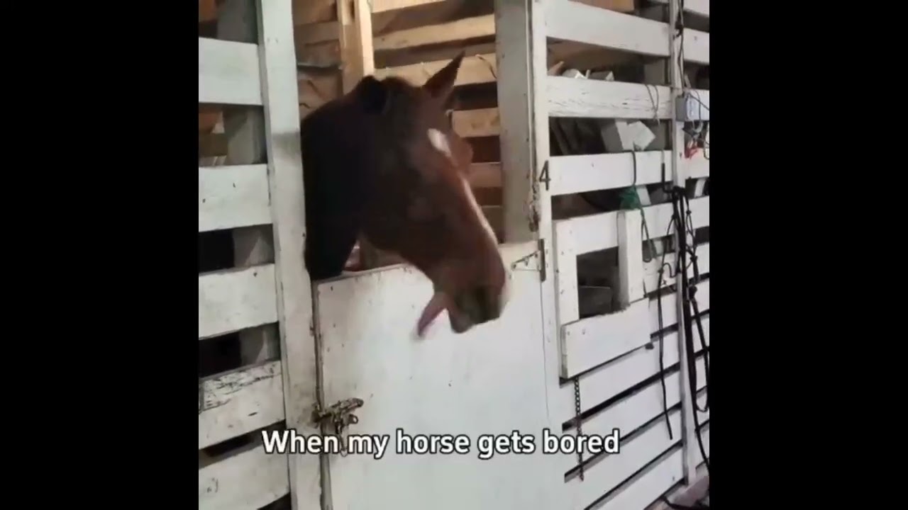 chinese horse