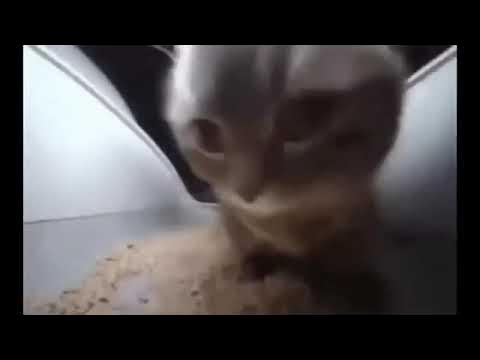 チピチャパマン 「HURRY!」